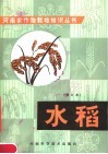 水稻