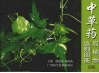中草药原植物鉴别图册  4