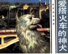 爱搭火车的神犬 封面