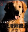阳光情人：金毛寻回猎犬