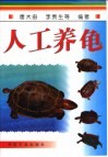 人工养龟