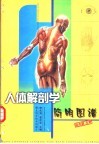 人体解剖学简明图谱