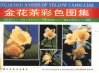 金花茶彩色图集