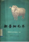 新疆细毛羊