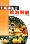枇杷病虫害诊治图谱