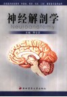 神经解剖学