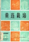 黄连栽培
