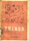 艺用人体结构