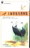上海常见鸟类图鉴