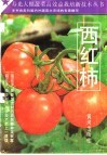 西红柿 封面