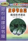 反季节白菜栽培技术图说