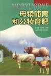 母犊哺育和公犊育肥