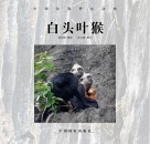 白头叶猴  中国珍稀野生动物