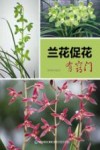 兰花促花有窍门