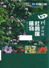 四川凉山州杜鹃属植物