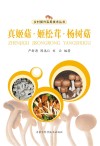 真姬菇  姬松茸  杨树菇