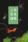 云南常见蜘蛛