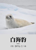 白海豹