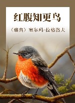 红腹知更鸟
