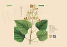 GIFTS卡片  清露无声万木中  明信片