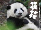 熊猫宝宝花花封面